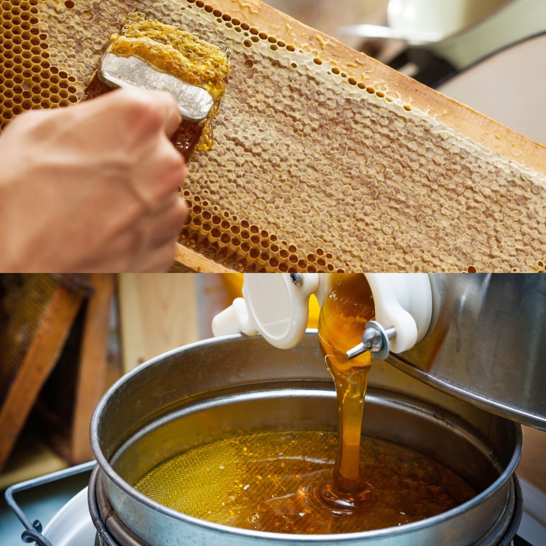 Désoperculation et extraction du miel à la miellerie du Rucher de la Bielotte